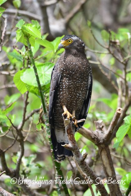 10%e6%9c%887%e6%97%a5%e7%9f%b3%e5%9e%a3%e5%b3%b6%e3%83%90%e3%83%bc%e3%83%89%e3%82%a6%e3%82%aa%e3%83%83%e3%83%81%e3%83%b3%e3%82%b0%ef%bc%86%e9%87%8e%e9%b3%a5%e6%92%ae%e5%bd%b1%e3%82%ac%e3%82%a4