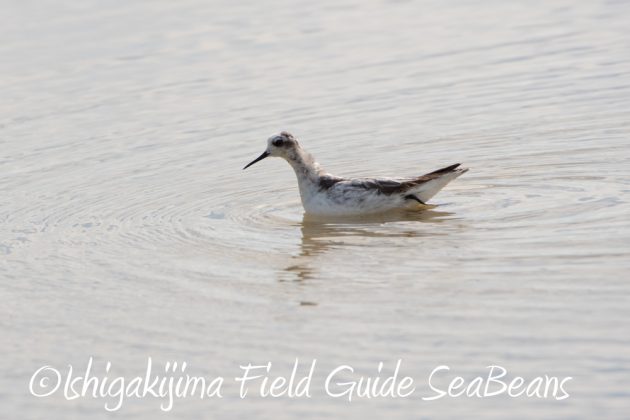 10%e6%9c%8811%e6%97%a5%e7%9f%b3%e5%9e%a3%e5%b3%b6%e3%83%90%e3%83%bc%e3%83%89%e3%82%a6%e3%82%aa%e3%83%83%e3%83%81%e3%83%b3%e3%82%b0%e3%82%ac%e3%82%a4%e3%83%892