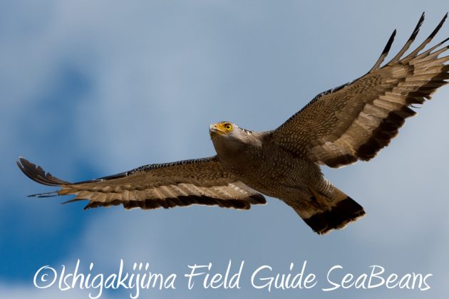 10%e6%9c%8823%e6%97%a5%e7%9f%b3%e5%9e%a3%e5%b3%b6%e3%83%90%e3%83%bc%e3%83%89%e3%82%a6%e3%82%aa%e3%83%83%e3%83%81%e3%83%b3%e3%82%b0%ef%bc%86%e9%87%8e%e9%b3%a5%e6%92%ae%e5%bd%b1%e3%82%ac%e3%82%a4