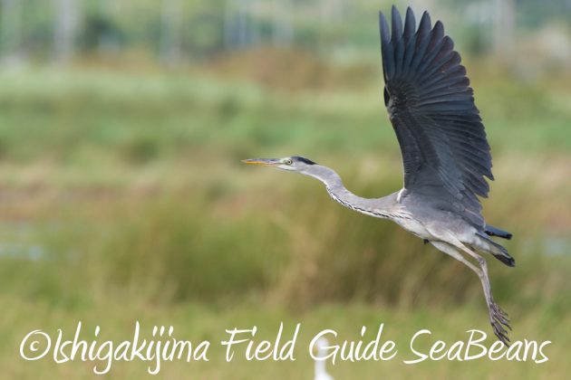 10%e6%9c%887%e6%97%a5%e7%9f%b3%e5%9e%a3%e5%b3%b6%e3%83%90%e3%83%bc%e3%83%89%e3%82%a6%e3%82%aa%e3%83%83%e3%83%81%e3%83%b3%e3%82%b0%ef%bc%86%e9%87%8e%e9%b3%a5%e6%92%ae%e5%bd%b1%e3%82%ac%e3%82%a4