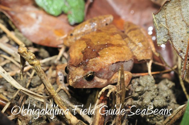 10%e6%9c%886%e6%97%a5%e7%9f%b3%e5%9e%a3%e5%b3%b6%e3%83%8a%e3%82%a4%e3%83%88%e3%83%84%e3%82%a2%e3%83%bc4