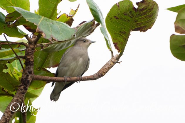 10%e6%9c%887%e6%97%a5%e7%9f%b3%e5%9e%a3%e5%b3%b6%e3%83%90%e3%83%bc%e3%83%89%e3%82%a6%e3%82%aa%e3%83%83%e3%83%81%e3%83%b3%e3%82%b0%ef%bc%86%e9%87%8e%e9%b3%a5%e6%92%ae%e5%bd%b1%e3%82%ac%e3%82%a4