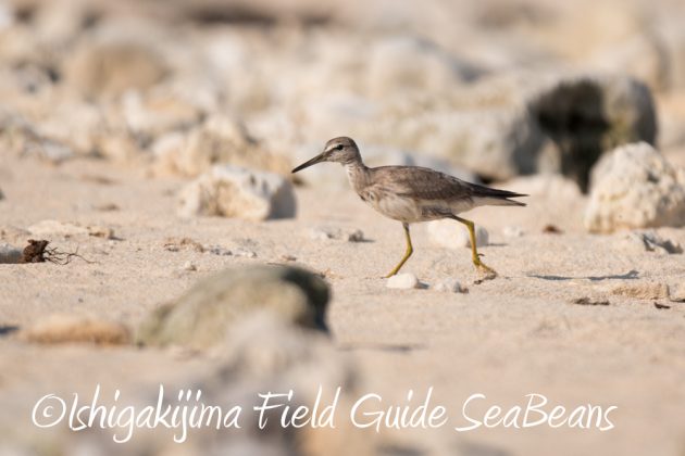 10%e6%9c%8825%e6%97%a5%e7%9f%b3%e5%9e%a3%e5%b3%b6%e3%83%90%e3%83%bc%e3%83%89%e3%82%a6%e3%82%aa%e3%83%83%e3%83%81%e3%83%b3%e3%82%b0%ef%bc%86%e9%87%8e%e9%b3%a5%e6%92%ae%e5%bd%b15