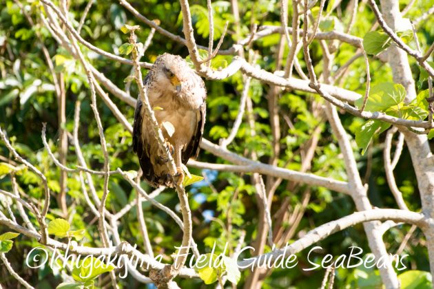 10%e6%9c%8812%e6%97%a5%e7%9f%b3%e5%9e%a3%e5%b3%b6%e3%83%90%e3%83%bc%e3%83%89%e3%82%a6%e3%82%aa%e3%83%83%e3%83%81%e3%83%b3%e3%82%b0%e3%82%ac%e3%82%a4%e3%83%8919