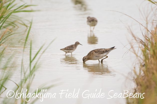 10%e6%9c%883%e6%97%a5%e7%9f%b3%e5%9e%a3%e5%b3%b6%e3%83%90%e3%83%bc%e3%83%89%e3%82%a6%e3%82%aa%e3%83%83%e3%83%81%e3%83%b3%e3%82%b0%ef%bc%86%e9%87%8e%e9%b3%a5%e6%92%ae%e5%bd%b1%e3%82%ac%e3%82%a4