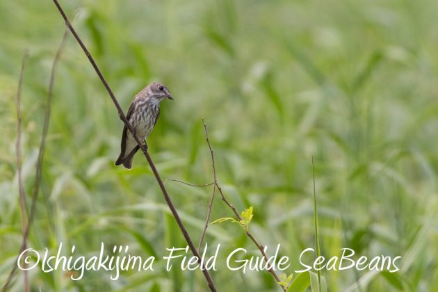 10%e6%9c%8812%e6%97%a5%e7%9f%b3%e5%9e%a3%e5%b3%b6%e3%83%90%e3%83%bc%e3%83%89%e3%82%a6%e3%82%aa%e3%83%83%e3%83%81%e3%83%b3%e3%82%b0%e3%82%ac%e3%82%a4%e3%83%8916