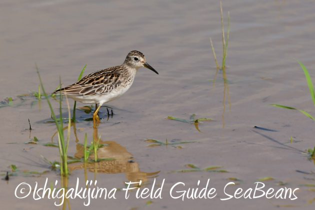 10-2%e7%9f%b3%e5%9e%a3%e5%b3%b6%e3%83%90%e3%83%bc%e3%83%89%e3%82%a6%e3%82%aa%e3%83%83%e3%83%81%e3%83%b3%e3%82%b0%ef%bc%86%e9%87%8e%e9%b3%a5%e6%92%ae%e5%bd%b1%e3%82%ac%e3%82%a4%e3%83%895