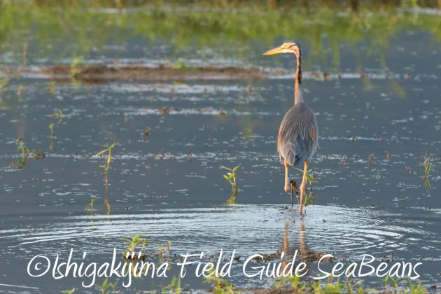 10%e6%9c%8825%e6%97%a5%e7%9f%b3%e5%9e%a3%e5%b3%b6%e3%83%90%e3%83%bc%e3%83%89%e3%82%a6%e3%82%aa%e3%83%83%e3%83%81%e3%83%b3%e3%82%b0%ef%bc%86%e9%87%8e%e9%b3%a5%e6%92%ae%e5%bd%b113