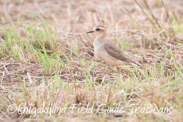 10%e6%9c%887%e6%97%a5%e7%9f%b3%e5%9e%a3%e5%b3%b6%e3%83%90%e3%83%bc%e3%83%89%e3%82%a6%e3%82%aa%e3%83%83%e3%83%81%e3%83%b3%e3%82%b0%ef%bc%86%e9%87%8e%e9%b3%a5%e6%92%ae%e5%bd%b1%e3%82%ac%e3%82%a4