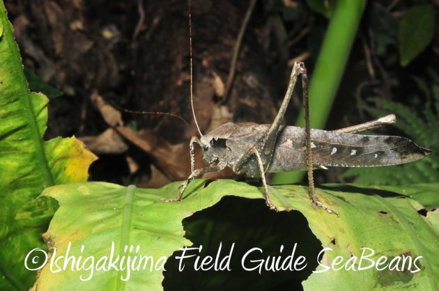 10%e6%9c%8820%e6%97%a5%e3%83%8a%e3%82%a4%e3%83%88%e3%83%84%e3%82%a2%e3%83%bc%e7%9f%b3%e5%9e%a3%e5%b3%b67