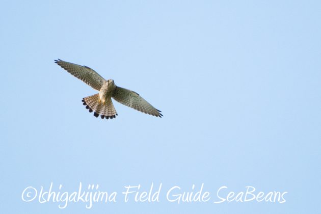 10%e6%9c%8820%e6%97%a5%e9%b3%a5%e7%8d%a3%e4%bf%9d%e8%ad%b7%e5%8c%ba%e5%9f%9f%e5%b7%a1%e5%9b%9e%e8%aa%bf%e6%9f%bb10