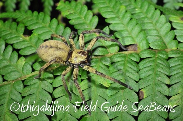 10%e6%9c%8822%e6%97%a5%e7%9f%b3%e5%9e%a3%e5%b3%b6%e3%83%8a%e3%82%a4%e3%83%88%e3%83%84%e3%82%a2%e3%83%bc8