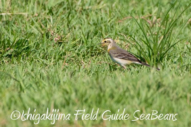 10%e6%9c%8823%e6%97%a5%e7%9f%b3%e5%9e%a3%e5%b3%b6%e3%83%90%e3%83%bc%e3%83%89%e3%82%a6%e3%82%aa%e3%83%83%e3%83%81%e3%83%b3%e3%82%b0%ef%bc%86%e9%87%8e%e9%b3%a5%e6%92%ae%e5%bd%b1%e3%82%ac%e3%82%a4