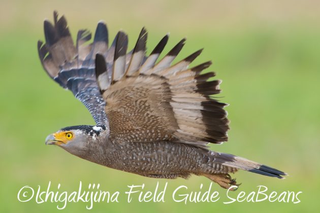 10%e6%9c%8823%e6%97%a5%e7%9f%b3%e5%9e%a3%e5%b3%b6%e3%83%90%e3%83%bc%e3%83%89%e3%82%a6%e3%82%aa%e3%83%83%e3%83%81%e3%83%b3%e3%82%b0%ef%bc%86%e9%87%8e%e9%b3%a5%e6%92%ae%e5%bd%b1%e3%82%ac%e3%82%a4