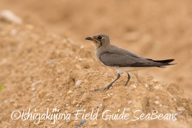 10%e6%9c%8821%e6%97%a5%e7%9f%b3%e5%9e%a3%e5%b3%b6%e3%83%90%e3%83%bc%e3%83%89%e3%82%a6%e3%82%aa%e3%83%83%e3%83%81%e3%83%b3%e3%82%b0%ef%bc%86%e9%87%8e%e9%b3%a5%e6%92%ae%e5%bd%b1%e3%82%ac%e3%82%a4