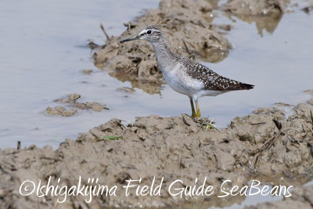 10%e6%9c%8823%e6%97%a5%e7%9f%b3%e5%9e%a3%e5%b3%b6%e3%83%90%e3%83%bc%e3%83%89%e3%82%a6%e3%82%aa%e3%83%83%e3%83%81%e3%83%b3%e3%82%b0%ef%bc%86%e9%87%8e%e9%b3%a5%e6%92%ae%e5%bd%b1%e3%82%ac%e3%82%a4