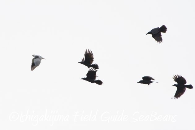 10%e6%9c%8814%e6%97%a5%e7%9f%b3%e5%9e%a3%e5%b3%b6%e3%83%90%e3%83%bc%e3%83%89%e3%82%a6%e3%82%aa%e3%83%83%e3%83%81%e3%83%b3%e3%82%b0%ef%bc%86%e9%87%8e%e9%b3%a5%e6%92%ae%e5%bd%b1%e3%82%ac%e3%82%a4