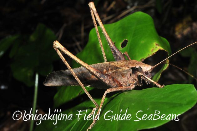 10%e6%9c%886%e6%97%a5%e7%9f%b3%e5%9e%a3%e5%b3%b6%e3%83%8a%e3%82%a4%e3%83%88%e3%83%84%e3%82%a2%e3%83%bc10