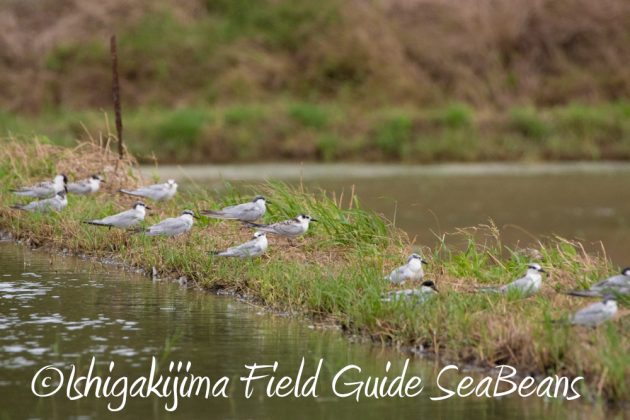 10%e6%9c%888%e6%97%a5%e7%9f%b3%e5%9e%a3%e5%b3%b6%e3%83%90%e3%83%bc%e3%83%89%e3%82%a6%e3%82%aa%e3%83%83%e3%83%81%e3%83%b3%e3%82%b0%ef%bc%86%e9%87%8e%e9%b3%a5%e6%92%ae%e5%bd%b1%e3%82%ac%e3%82%a4