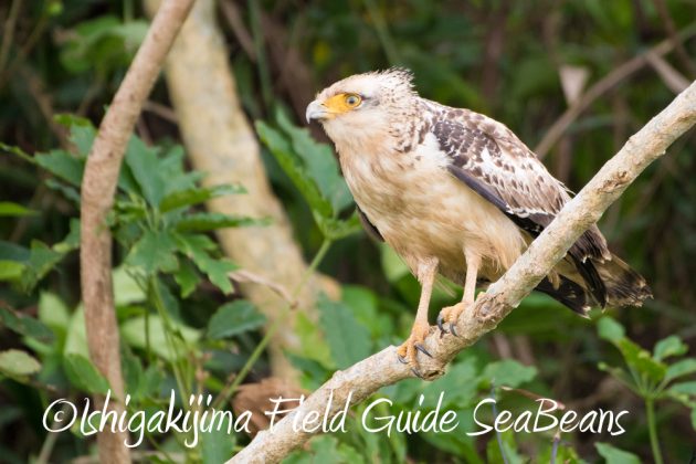 10%e6%9c%8815%e6%97%a5%e7%9f%b3%e5%9e%a3%e5%b3%b6%e3%83%90%e3%83%bc%e3%83%89%e3%82%a6%e3%82%aa%e3%83%83%e3%83%81%e3%83%b3%e3%82%b0%ef%bc%86%e9%87%8e%e9%b3%a5%e6%92%ae%e5%bd%b1%e3%82%ac%e3%82%a4