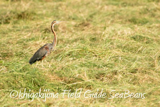 10%e6%9c%8817%e6%97%a5%e3%83%90%e3%83%bc%e3%83%89%e3%82%a6%e3%82%aa%e3%83%83%e3%83%81%e3%83%b3%e3%82%b0%ef%bc%86%e9%87%8e%e9%b3%a5%e6%92%ae%e5%bd%b1%e3%82%ac%e3%82%a4%e3%83%8911