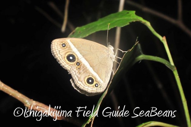 10%e6%9c%888%e6%97%a5%e7%9f%b3%e5%9e%a3%e5%b3%b6%e3%83%8a%e3%82%a4%e3%83%88%e3%83%84%e3%82%a2%e3%83%bc13