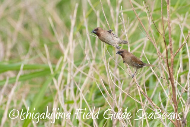 10%e6%9c%888%e6%97%a5%e7%9f%b3%e5%9e%a3%e5%b3%b6%e3%83%90%e3%83%bc%e3%83%89%e3%82%a6%e3%82%aa%e3%83%83%e3%83%81%e3%83%b3%e3%82%b0%ef%bc%86%e9%87%8e%e9%b3%a5%e6%92%ae%e5%bd%b1%e3%82%ac%e3%82%a4