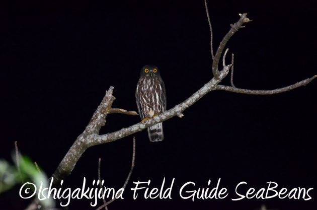 10%e6%9c%882%e6%97%a5%e7%9f%b3%e5%9e%a3%e5%b3%b6%e3%83%8a%e3%82%a4%e3%83%88%e3%83%84%e3%82%a2%e3%83%bc3