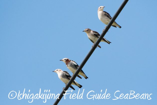 10%e6%9c%8822%e6%97%a5%e7%9f%b3%e5%9e%a3%e5%b3%b6%e3%83%90%e3%83%bc%e3%83%89%e3%82%a6%e3%82%aa%e3%83%83%e3%83%81%e3%83%b3%e3%82%b0%ef%bc%86%e9%87%8e%e9%b3%a5%e6%92%ae%e5%bd%b1%e3%82%ac%e3%82%a4