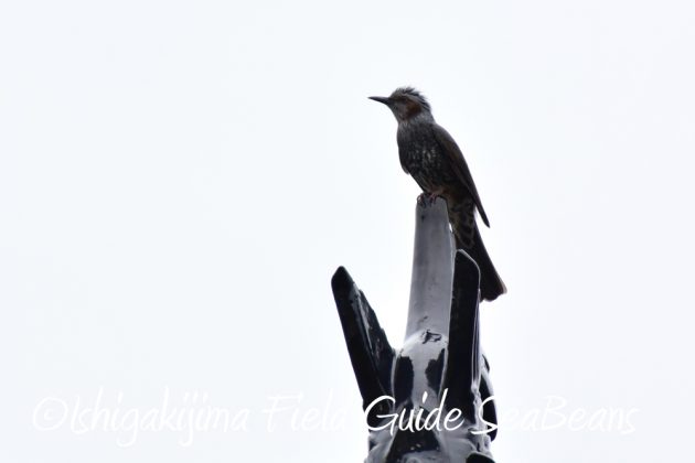 10-28%e5%ba%83%e5%b3%b6%e7%9c%8c%e3%83%90%e3%83%bc%e3%83%89%e3%82%a6%e3%82%aa%e3%83%83%e3%83%81%e3%83%b3%e3%82%b0%ef%bc%86%e9%87%8e%e9%b3%a5%e8%a6%b3%e5%af%9f2