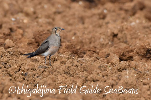 10%e6%9c%8819%e6%97%a5%e3%83%90%e3%83%bc%e3%83%89%e3%82%a6%e3%82%aa%e3%83%83%e3%83%81%e3%83%b3%e3%82%b0%ef%bc%86%e9%87%8e%e9%b3%a5%e6%92%ae%e5%bd%b1%e3%82%ac%e3%82%a4%e3%83%895