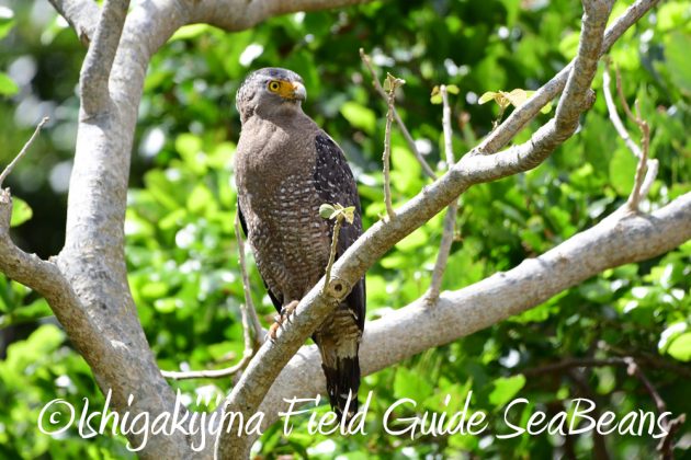 10%e6%9c%8811%e6%97%a5%e7%9f%b3%e5%9e%a3%e5%b3%b6%e3%83%90%e3%83%bc%e3%83%89%e3%82%a6%e3%82%aa%e3%83%83%e3%83%81%e3%83%b3%e3%82%b0%e3%82%ac%e3%82%a4%e3%83%8917