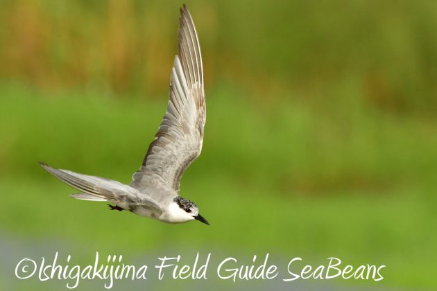 10%e6%9c%8817%e6%97%a5%e7%9f%b3%e5%9e%a3%e5%b3%b6%e3%83%90%e3%83%bc%e3%83%89%e3%82%a6%e3%82%aa%e3%83%83%e3%83%81%e3%83%b3%e3%82%b0%e3%82%ac%e3%82%a4%e3%83%8915