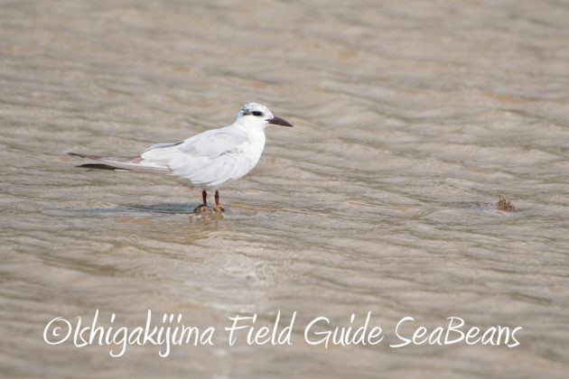 10%e6%9c%8815%e6%97%a5%e7%9f%b3%e5%9e%a3%e5%b3%b6%e3%83%90%e3%83%bc%e3%83%89%e3%82%a6%e3%82%aa%e3%83%83%e3%83%81%e3%83%b3%e3%82%b0%ef%bc%86%e9%87%8e%e9%b3%a5%e6%92%ae%e5%bd%b1%e3%82%ac%e3%82%a4