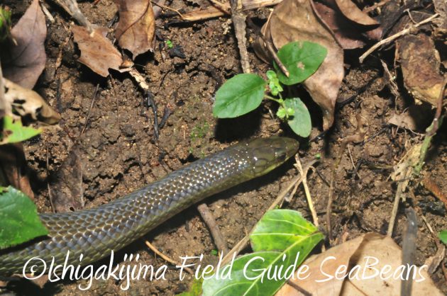 10%e6%9c%881%e6%97%a5%e7%9f%b3%e5%9e%a3%e5%b3%b6%e3%83%8a%e3%82%a4%e3%83%88%e3%83%84%e3%82%a2%e3%83%bc17