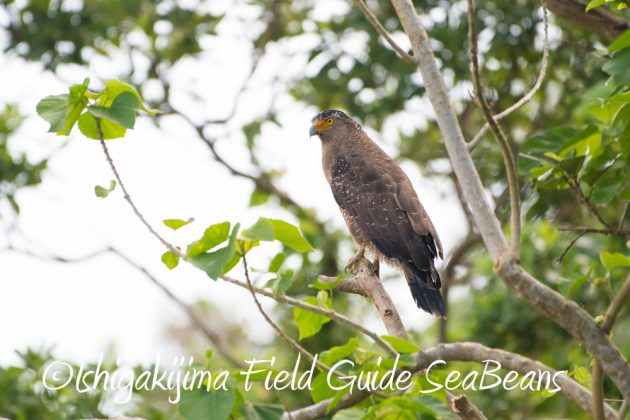 10%e6%9c%8820%e6%97%a5%e9%b3%a5%e7%8d%a3%e4%bf%9d%e8%ad%b7%e5%8c%ba%e5%9f%9f%e5%b7%a1%e5%9b%9e%e8%aa%bf%e6%9f%bb12