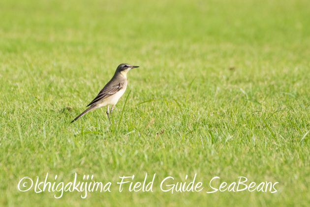 10%e6%9c%8815%e6%97%a5%e7%9f%b3%e5%9e%a3%e5%b3%b6%e3%83%90%e3%83%bc%e3%83%89%e3%82%a6%e3%82%aa%e3%83%83%e3%83%81%e3%83%b3%e3%82%b0%ef%bc%86%e9%87%8e%e9%b3%a5%e6%92%ae%e5%bd%b1%e3%82%ac%e3%82%a4