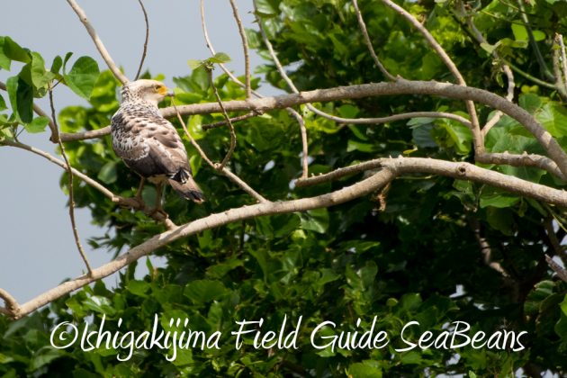 10%e6%9c%8815%e6%97%a5%e7%9f%b3%e5%9e%a3%e5%b3%b6%e3%83%90%e3%83%bc%e3%83%89%e3%82%a6%e3%82%aa%e3%83%83%e3%83%81%e3%83%b3%e3%82%b0%ef%bc%86%e9%87%8e%e9%b3%a5%e6%92%ae%e5%bd%b1%e3%82%ac%e3%82%a4