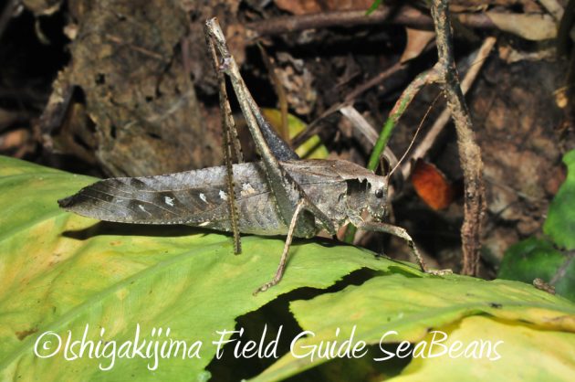 10%e6%9c%8821%e6%97%a5%e7%9f%b3%e5%9e%a3%e5%b3%b6%e3%83%8a%e3%82%a4%e3%83%88%e3%83%84%e3%82%a2%e3%83%bc10