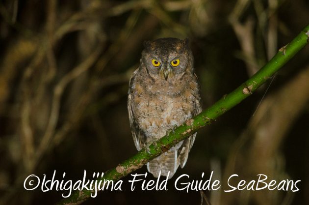 10%e6%9c%882%e6%97%a5%e7%9f%b3%e5%9e%a3%e5%b3%b6%e3%83%8a%e3%82%a4%e3%83%88%e3%83%84%e3%82%a2%e3%83%bc2