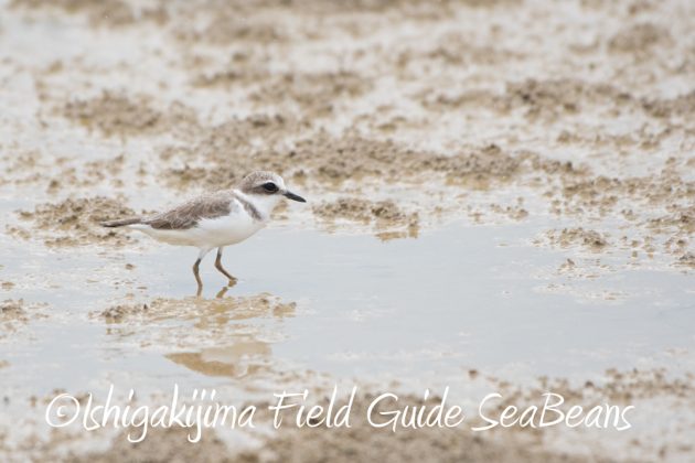 10%e6%9c%8813%e6%97%a5%e7%9f%b3%e5%9e%a3%e5%b3%b6%e3%83%90%e3%83%bc%e3%83%89%e3%82%a6%e3%82%aa%e3%83%83%e3%83%81%e3%83%b3%e3%82%b0%e3%82%ac%e3%82%a4%e3%83%8913