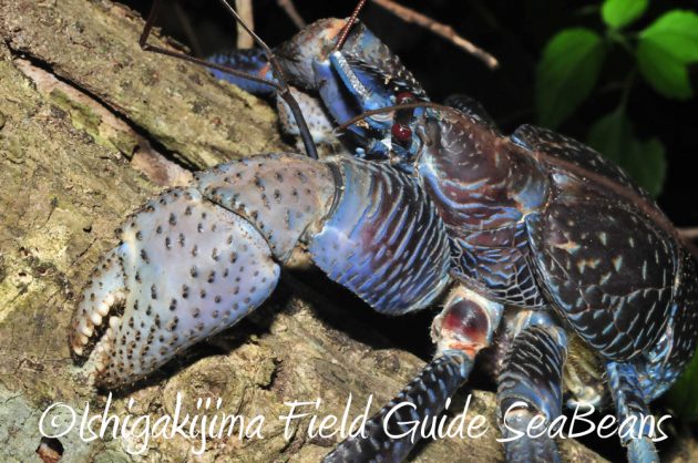 10%e6%9c%8820%e6%97%a5%e3%83%8a%e3%82%a4%e3%83%88%e3%83%84%e3%82%a2%e3%83%bc%e7%9f%b3%e5%9e%a3%e5%b3%b612