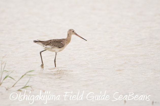 10%e6%9c%883%e6%97%a5%e7%9f%b3%e5%9e%a3%e5%b3%b6%e3%83%90%e3%83%bc%e3%83%89%e3%82%a6%e3%82%aa%e3%83%83%e3%83%81%e3%83%b3%e3%82%b0%ef%bc%86%e9%87%8e%e9%b3%a5%e6%92%ae%e5%bd%b1%e3%82%ac%e3%82%a4