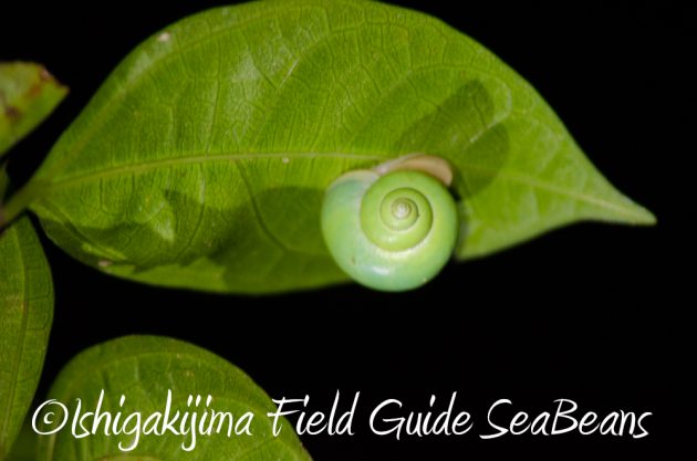 10%e6%9c%882%e6%97%a5%e7%9f%b3%e5%9e%a3%e5%b3%b6%e3%83%8a%e3%82%a4%e3%83%88%e3%83%84%e3%82%a2%e3%83%bc12