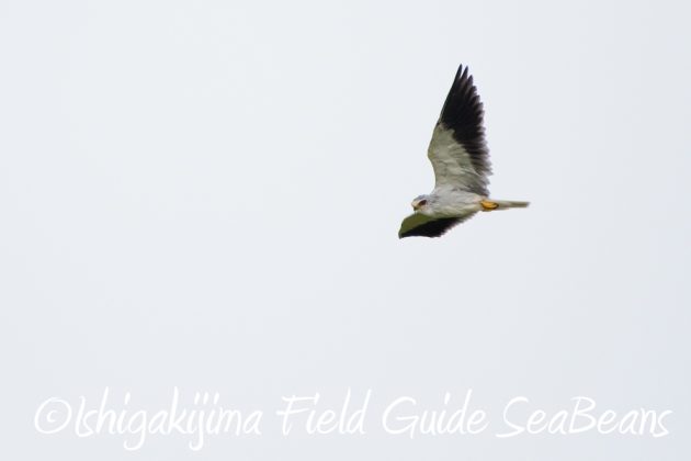 10%e6%9c%886%e6%97%a5%e7%9f%b3%e5%9e%a3%e5%b3%b6%e3%83%90%e3%83%bc%e3%83%89%e3%82%a6%e3%82%aa%e3%83%83%e3%83%81%e3%83%b3%e3%82%b0%ef%bc%86%e9%87%8e%e9%b3%a5%e6%92%ae%e5%bd%b1%e3%82%ac%e3%82%a4