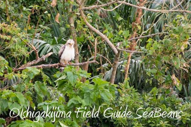 10%e6%9c%886%e6%97%a5%e7%9f%b3%e5%9e%a3%e5%b3%b6%e3%83%90%e3%83%bc%e3%83%89%e3%82%a6%e3%82%aa%e3%83%83%e3%83%81%e3%83%b3%e3%82%b0%ef%bc%86%e9%87%8e%e9%b3%a5%e6%92%ae%e5%bd%b1%e3%82%ac%e3%82%a4