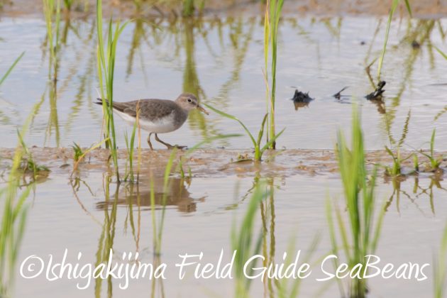 10%e6%9c%8822%e6%97%a5%e7%9f%b3%e5%9e%a3%e5%b3%b6%e3%83%90%e3%83%bc%e3%83%89%e3%82%a6%e3%82%aa%e3%83%83%e3%83%81%e3%83%b3%e3%82%b0%ef%bc%86%e9%87%8e%e9%b3%a5%e6%92%ae%e5%bd%b1%e3%82%ac%e3%82%a4