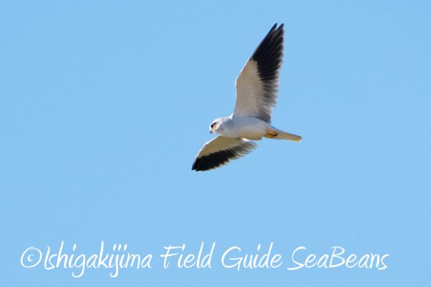 10%e6%9c%8816%e6%97%a5%e7%9f%b3%e5%9e%a3%e5%b3%b6%e9%87%8e%e9%b3%a5%e6%92%ae%e5%bd%b1%e3%82%ac%e3%82%a4%e3%83%897