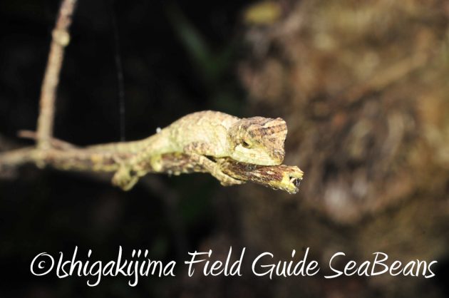 10%e6%9c%8821%e6%97%a5%e7%9f%b3%e5%9e%a3%e5%b3%b6%e3%83%8a%e3%82%a4%e3%83%88%e3%83%84%e3%82%a2%e3%83%bc3