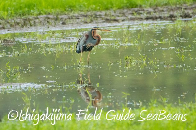 10%e6%9c%8817%e6%97%a5%e7%9f%b3%e5%9e%a3%e5%b3%b6%e3%83%90%e3%83%bc%e3%83%89%e3%82%a6%e3%82%aa%e3%83%83%e3%83%81%e3%83%b3%e3%82%b0%e3%82%ac%e3%82%a4%e3%83%896